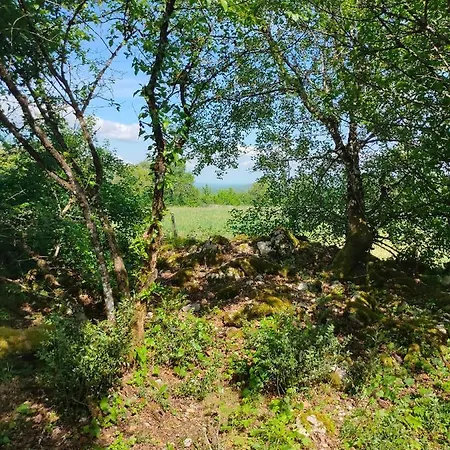 Cele Bulles Etoilees